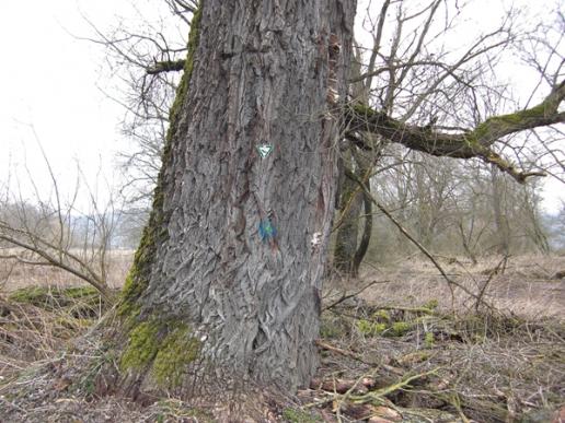 Bodensee - Rundweg