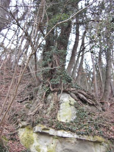 Bodensee - Rundweg