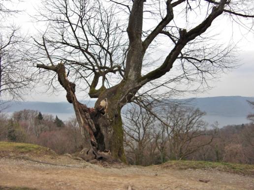 Bodensee - Rundweg